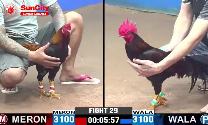 da ga 2 Đá gà Suncity sở hữu nhiều ưu điểm nổi bật