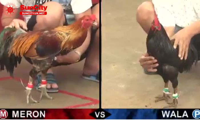 da ga 3 Đa dạng hình thức đá gà