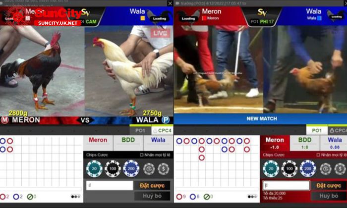 da ga 5 Bí quyết luôn thắng khi chơi cá cược đá gà Suncity