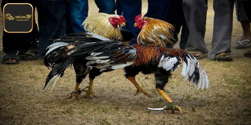 [Tổng Hợp] Các Loại Cựa Gà Chọi Mạnh Nhất Thị Trường