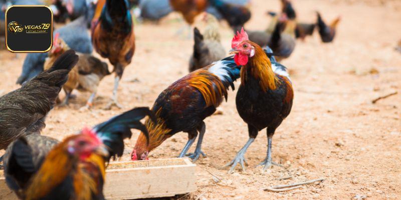 Ưu tiên các loại cựa thiết kế sắc nhọn