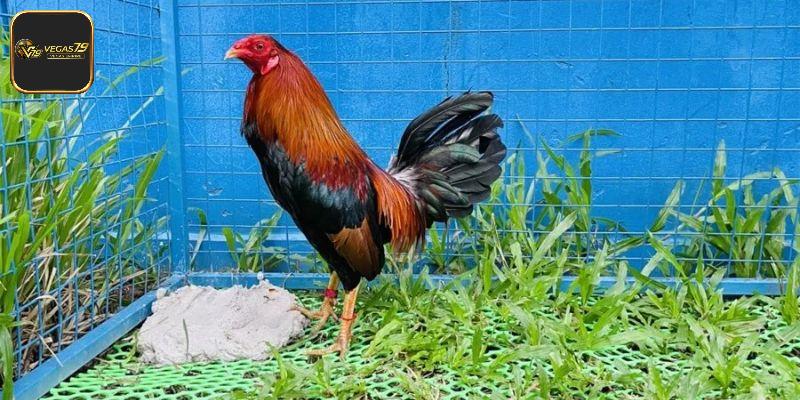 Thực hiện chế độ dinh dưỡng hợp lý để nuôi dưỡng gà con nhanh lớn