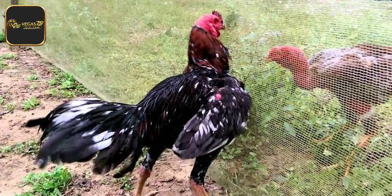 Một số chú ý để có chiến kê khỏe mạnh, nhanh lớn