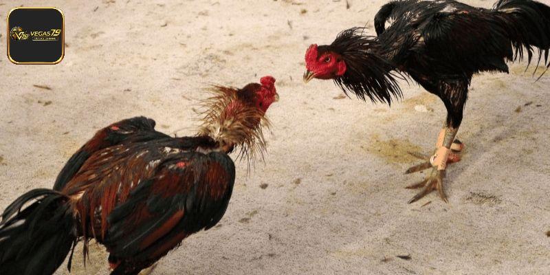 Bật Mí Cách Nuôi Gà Nhanh Lớn, Khỏe Mạnh Cho Sư Kê