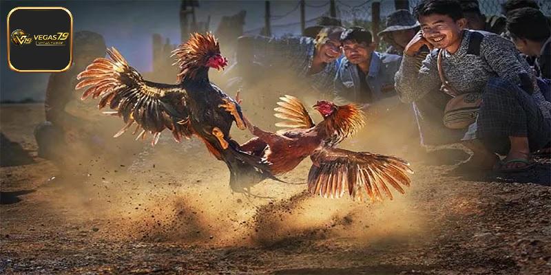 Trận gà mức cược 5 tỷ tạo nên sức hút cực đỉnh cao