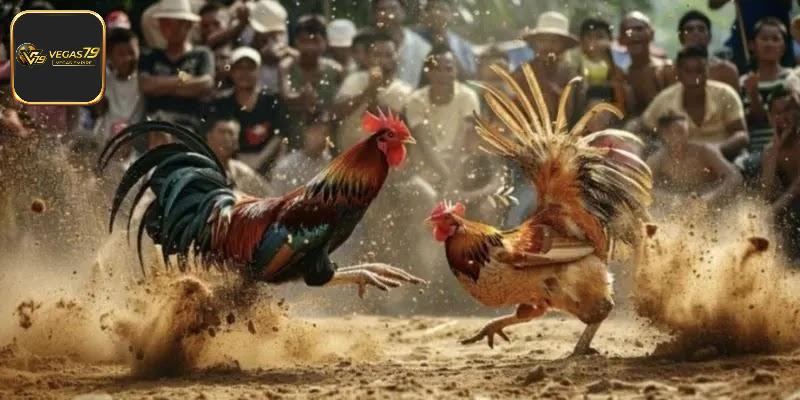 Tổng Hợp 5 Trận Đá Gà Nổi Tiếng Gây Sốt Tại Châu Á