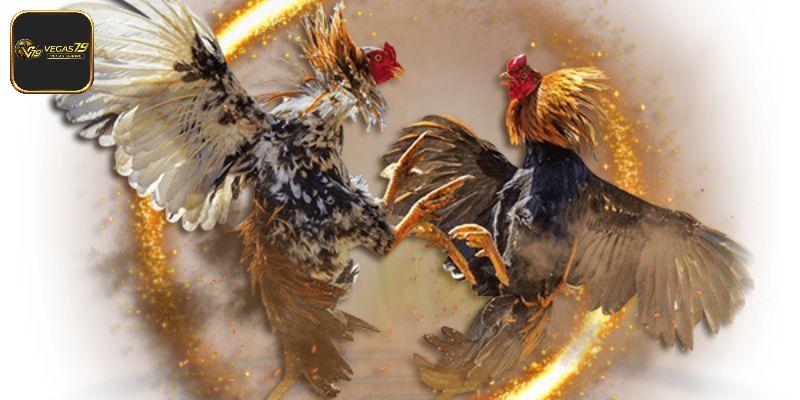 Khái quát chung về bộ môn đá gà Phi 