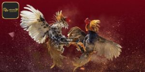 Đá Gà Trực Tiếp - Phiên Bản Đặc Biệt Tạo Nên Sự Kịch Tính