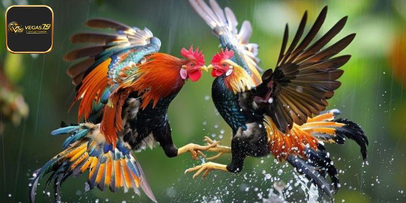 Đá gà cựa dao hấp dẫn bởi vũ khí đặc biệt