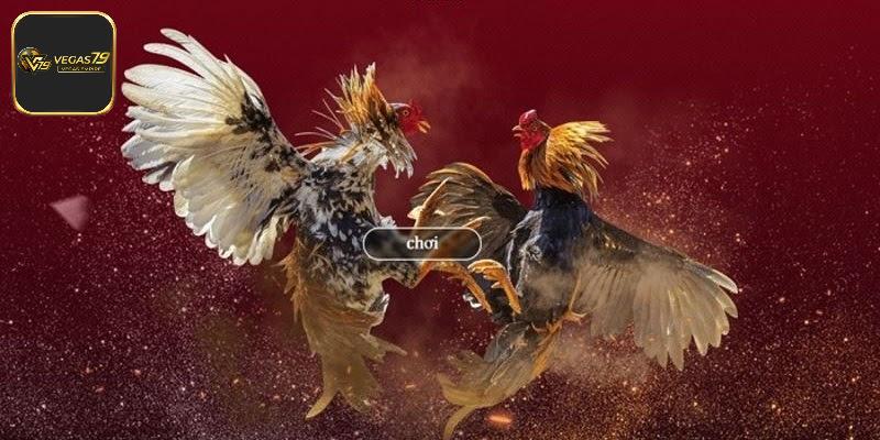 Đá Gà Trực Tiếp - Phiên Bản Đặc Biệt Tạo Nên Sự Kịch Tính