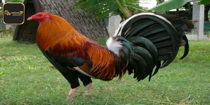 Gà Mỹ dòng Kelso sở hữu những đặc điểm ấn tượng