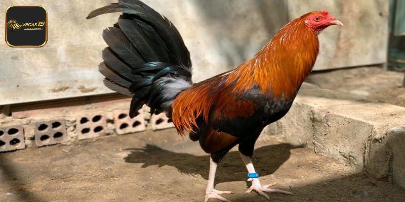 Gà Mỹ Dòng Kelso - Chiến Kê Tạo Nên Màn So Tài Đỉnh Cao