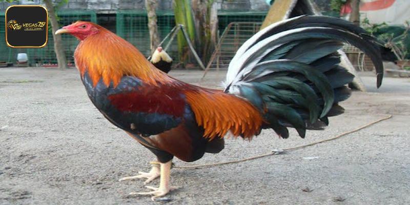 Giá trị tạo nên sức hút, sự quan tâm của gà Kelso