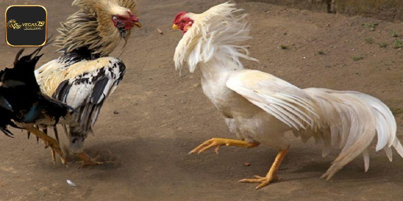 Cách nuôi gà nhanh lớn thông qua việc lựa chọn giống