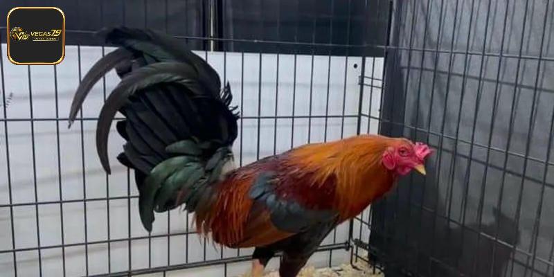 Lựa chọn dòng gà Mỹ theo nguồn gốc chính xác