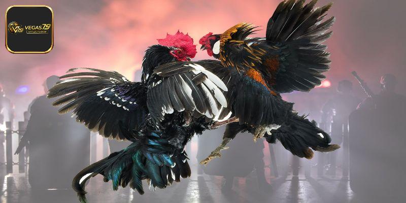 Trường gà nổi bật thu hút hội viên lựa chọn