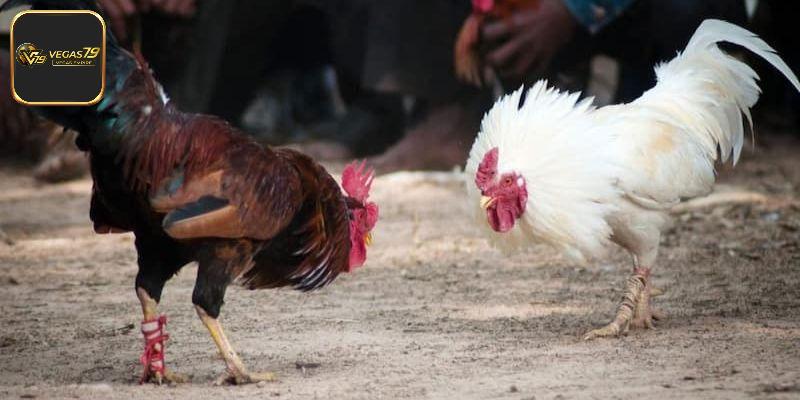 Vai trò tạo nên lợi thế của các loại cựa gà chọi