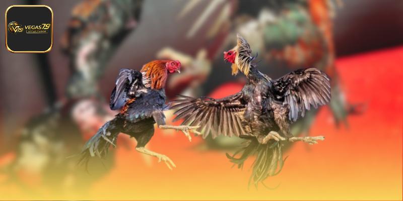 Những yếu tố tạo nên sự chuyên nghiệp của trận đá gà kịch tính 